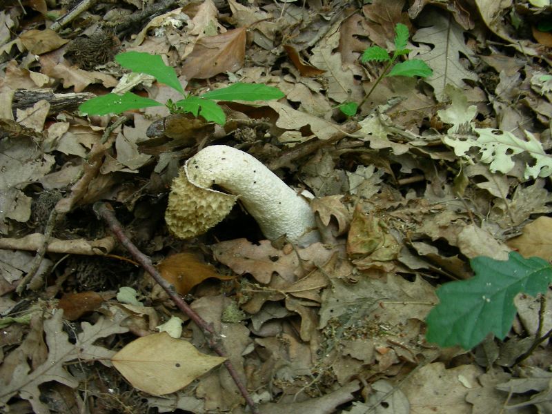 3) Fotografati il 12.06.2012. sotto Quercia (bosco asciutto)